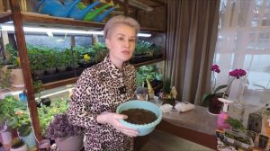 КАК ПРАВИЛЬНО ПОСЕЯТЬ СЕМЕНА ЦВЕТОВ И ВЫРАСТИТЬ КРЕПКУЮ РАССАДУ