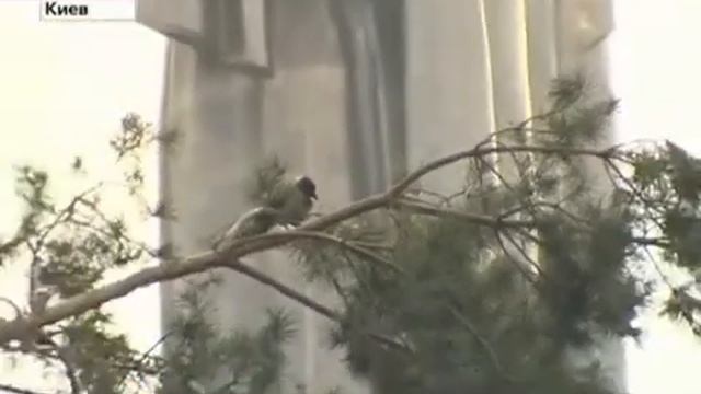 kiev.Родина - Мать смотреть онлайн