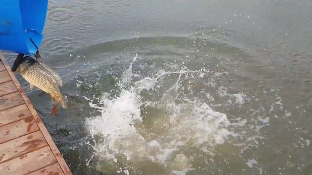 Большое зарыбление карпом на 1000кг. Навеска 2,5 - 3,5 кг. смотреть онлайн