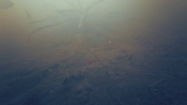 Подводный мир. Плотва и подлещики держится на закормленной точке смотреть онлайн