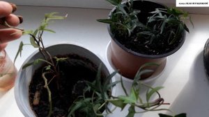 РАЗМНОЖЕНИЕ КОМНАТНЫХ РАСТЕНИЙ. 100% результат.