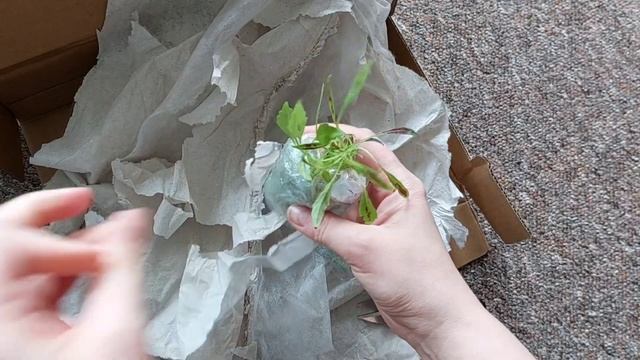 Распаковка?Колеусы?Два новых сорта✅️