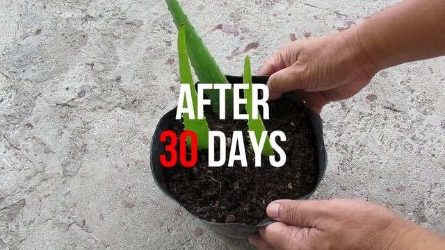 Planting Aloe Vera Leaf Experiment смотреть онлайн