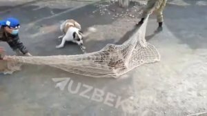 Тигр чуть не съел человека