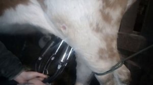 достали доильный аппарат, первая дойка первотелок