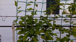 Китайский лимонник в моём саду.