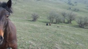 Карачаевская порода лошадей в Дагестане. Лошади села Агачаул.