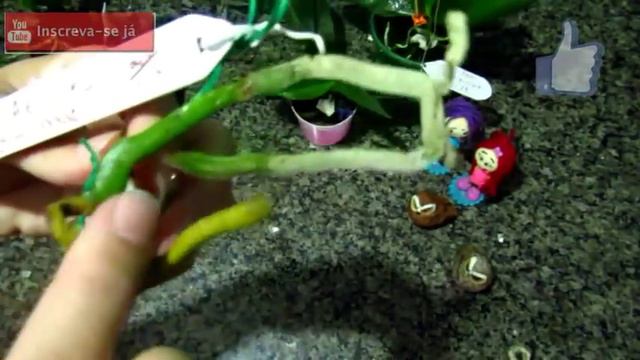 CULTIVO DE MINI PHALAENOPSIS - PONTO VERDE (Francisco de Assis) PARABÉNS PELO NIVER✴️ смотреть онлайн