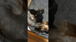 щенкам йорка 20 дней