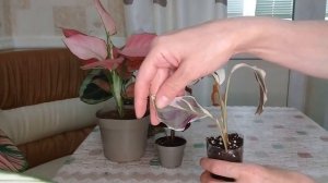 КОМНАТНЫЕ РАСТЕНИЯ. РАСПАКОВКА ВТОРОЙ ПОСЫЛКИ ОТ НАТАШИ.