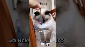 опасные игрушки для кошек 🐈