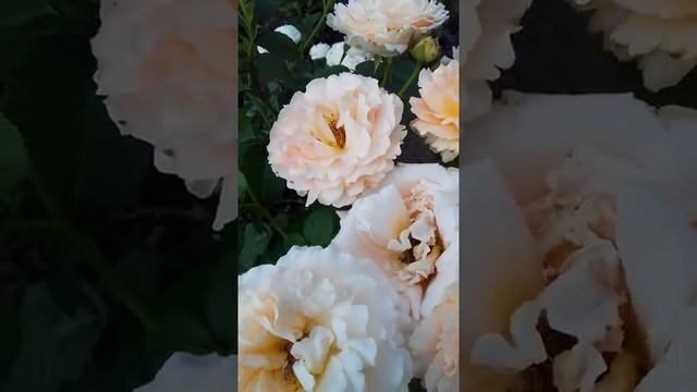 Розы в моём саду. Роза полька, июнь 2020год. смотреть онлайн