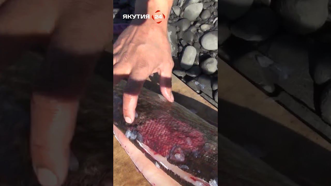 Вялим свежепойманную щуку #якутия #рыбалка #щука