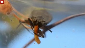 Водяной скорпион. Клоп Nepidae. Как выглядит, чем питается.