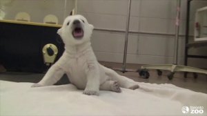 Первые шаги в жизни белого медвежонка