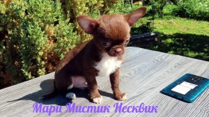 #ПРОДАЮ_чихуахуа_МИНИ Несквик, Назар, Найджил, Магнолия, Жаклин, Нюра  #купить_чихуахуа 89215950848