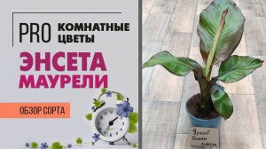 Банановая пальма. Банан - простое в уходе интересное и необычное комнатное растение. Пальмы для дома