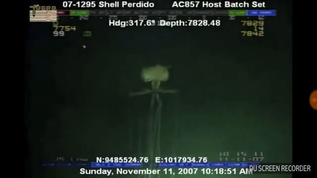 Кальмар Магнапинна смотреть онлайн