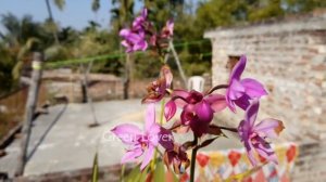 Petunia Flower Type & Color Variety | Green Lover