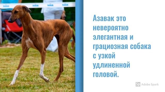 Топ 10 самых необычных пород собак