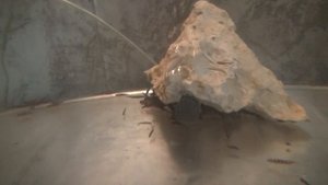 Разведение акантофтальмусов в аквариумах без гормональной стимуляции нереста.