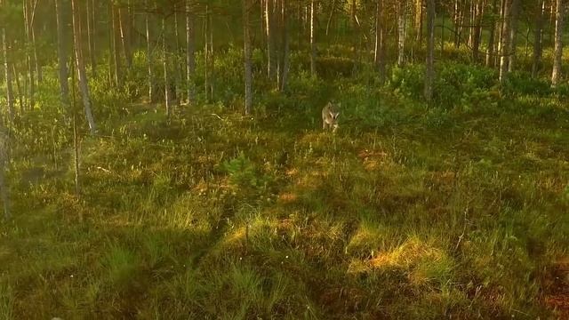 В чем связь теории эволюции и игровой критики? Почему игры "что-то должны"?