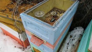 улей с пчелами который можно не осматривать - 3 года пчелы живут сами по себе, 18.03.2024