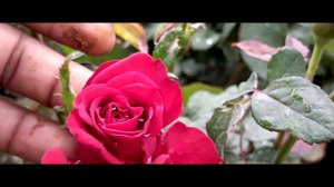 Rare Rose Collections/Fresh Plants/More Collections #redrose #bestnursery #msprosegarden #dpinurser