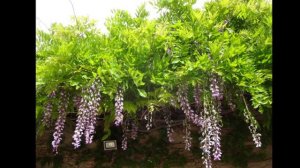 California Wisteria,  2019