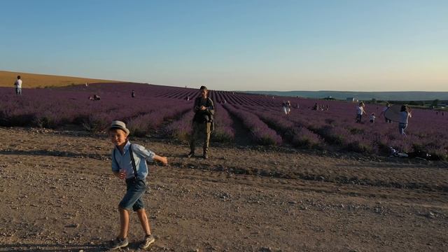 Лавандовые поля в Крыму (эпичное видео с дрона) смотреть онлайн