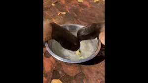 Милые животные / пингвины /черепахи / котейки / собачки