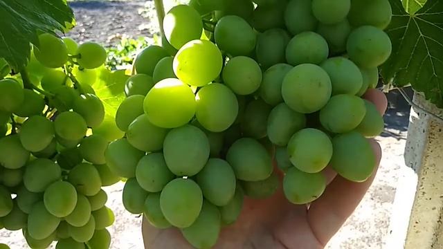 ВИНОГРАД МОНАРХ 3 августа 2020. смотреть онлайн