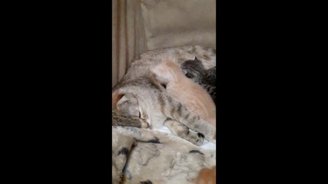 Котики#котята