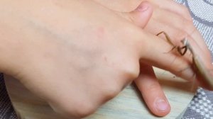 НАСЕКОМАШКИ 2. Богомолы и Августина. Насекомые для детей.