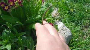 Ясли сад для цветов