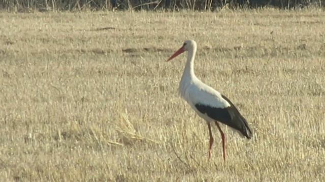 Красивые птицы весной!!!!2016 год. смотреть онлайн