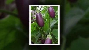 Баклажан Северный блюз: породистый, скороспелый, неприхотливый