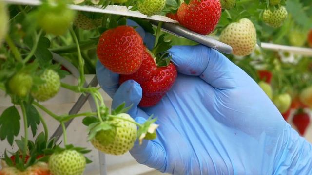 ПОСЕВ КЛУБНИКИ В ДОМАШНИХ УСЛОВИЯХ. Супер-способ #клубника #подоконик смотреть онлайн