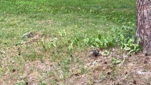 Светлогорск - июль 2023г.