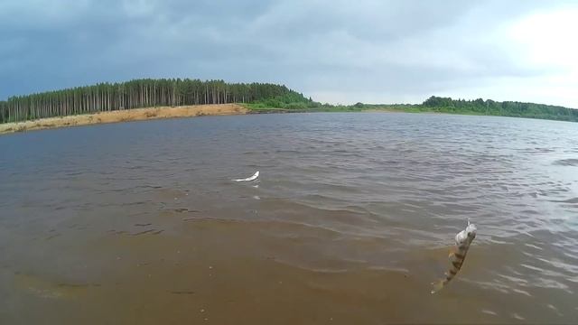 Ловля чехони на донку резинку - КЛИП