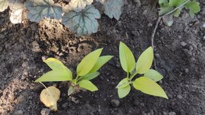 Семена хосты... период созревания семян в стручке...