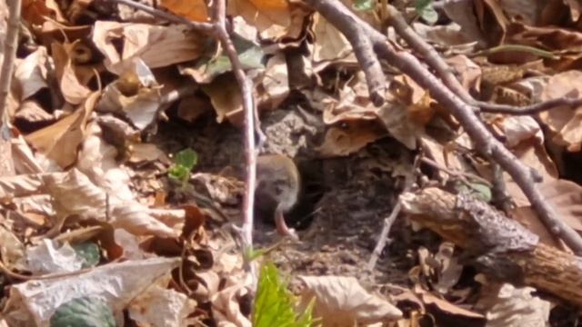 мышь лесная, wood mouse смотреть онлайн