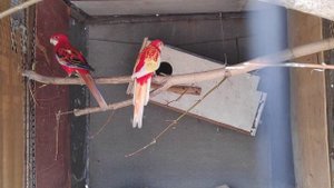 Аратинга Ендайя, Розелла, Пиррурая, Китайский кольчатый попугай Часть 1