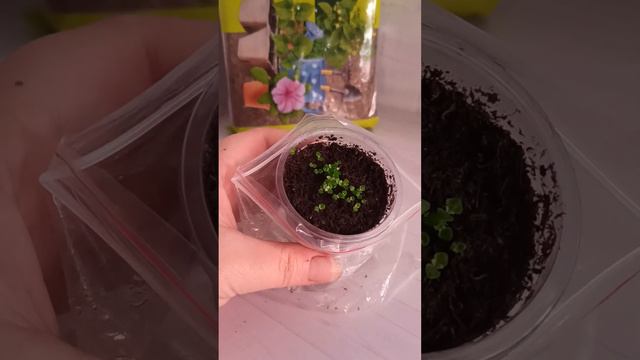 Грунт, таким пользуюсь я 🙋 смотреть онлайн