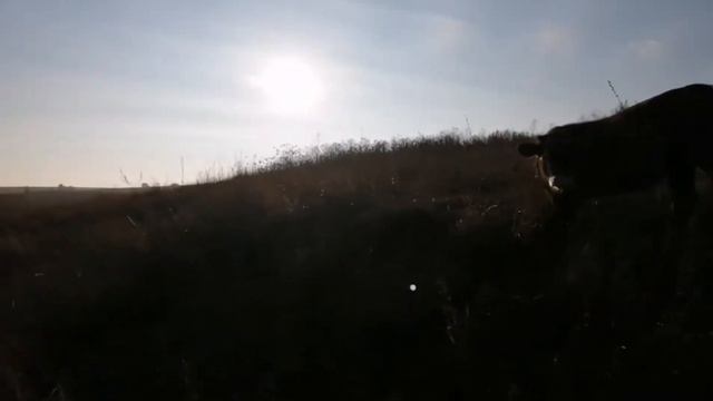 Продал коров. Выгодно ли держать 5 коров? смотреть онлайн