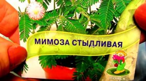 Мимоза стыдливая - НЕДОТРОГА