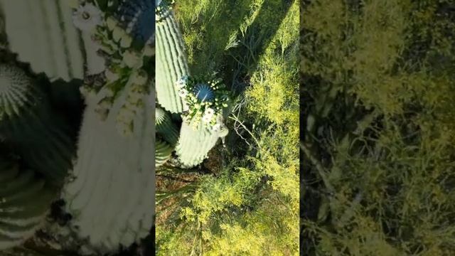 Saguaro Cactus Flowers May 2023