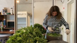 Заготовка крапивы, полезные свойства и применение