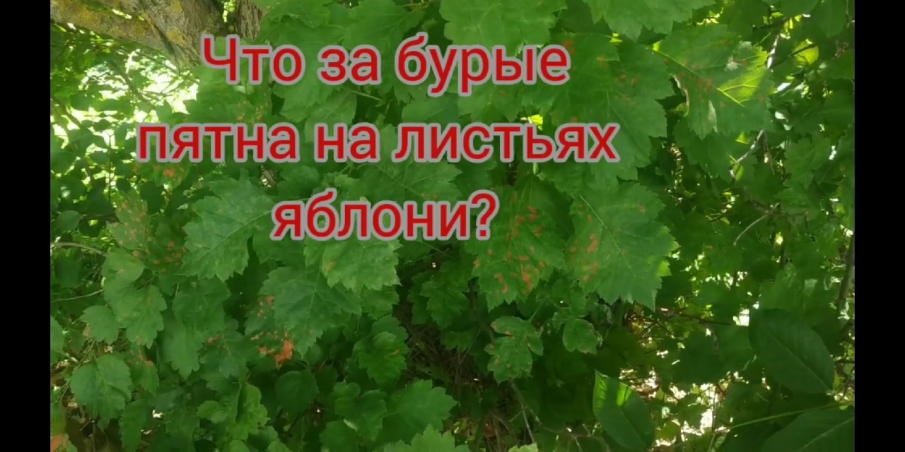 Что за коричневые пятна на листьях яблони?Бурая пятнистость яблони