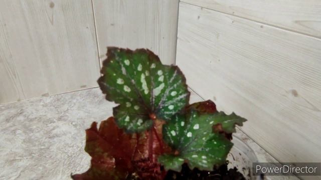Излишки растений,новости из цветочной от Белоречанки
